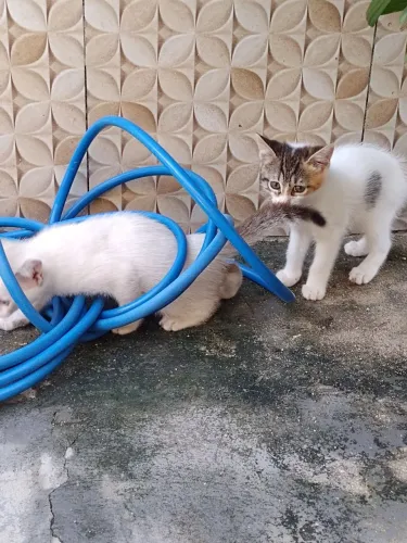 Gatos 