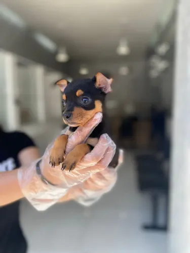 Pinscher miniatura - Canil com Anos de Experiência e Credibilidade