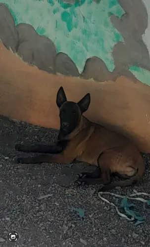 Vendo pastor belga malinois