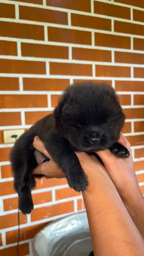 Chow chow fêmea Preta 1.100