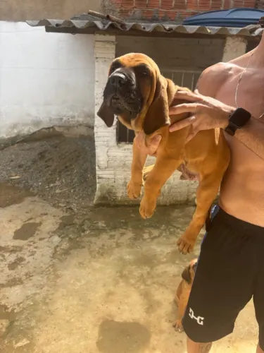 Filhotes de Fila Brasileiro