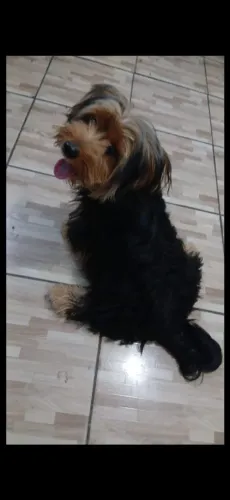 Vendo  lindo  filhote de Yorkshire macho micro  