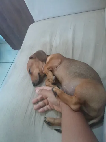 Seu companheiro