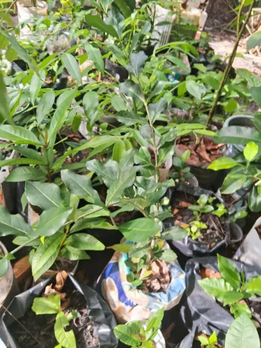 Plantas frutíferas