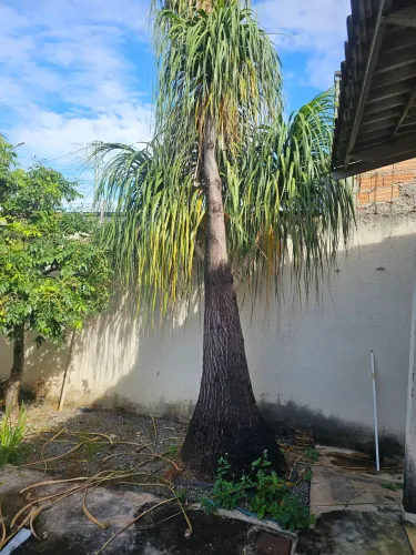 PALMEIRAS  Jardinagem LEIA O ANÚNCIO 