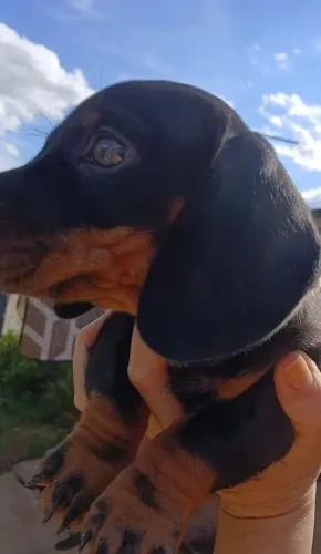  DACHSHUND FÊMEA (BASSET COFAP Teckel)