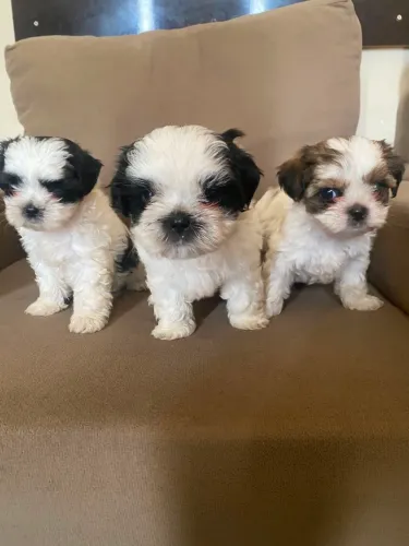 Vendo Lindos Filhotes de Shih Tzu
