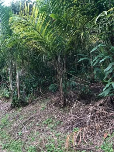 Linda área em propriedade rural com 7 alqueires de Pupunha em plena produção POR 790MIL