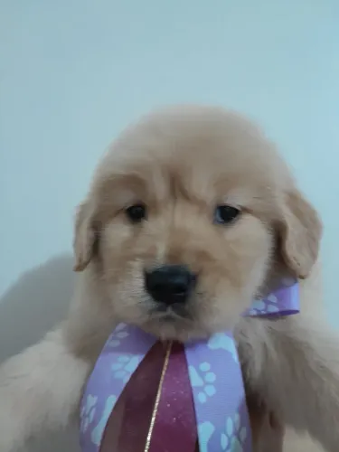 Filhote Golden Retriever Saudável e Bem Cuidado