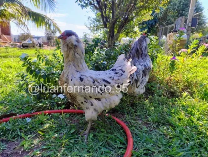 OVOS FÉRTEIS DE GALINHA AMERAUCANA SPLASH E AZUL