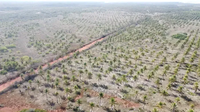 Excelente fazenda com 279 hectares na região de Rio do fogo excelente para coqueiros