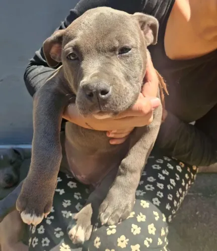 American Bully | Filhote Fêmea
