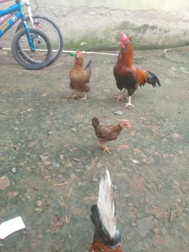 Galinhas garnizés e codornas