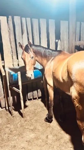 Cavalo baixeiro pra vender marcando 44 na passada