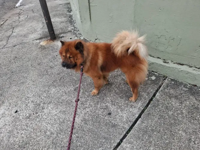 Chow Chow Beni