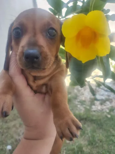 Filhote de dachshund miniatura  em até 12x apenas fêmea 