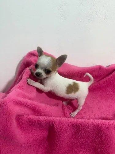 chihuahua