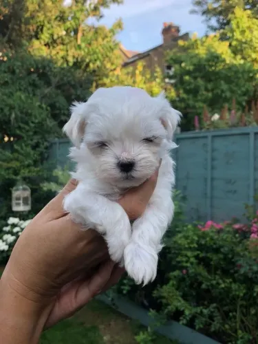 Maltês Dog disponível para venda hoje