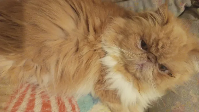 Gato persa filhote