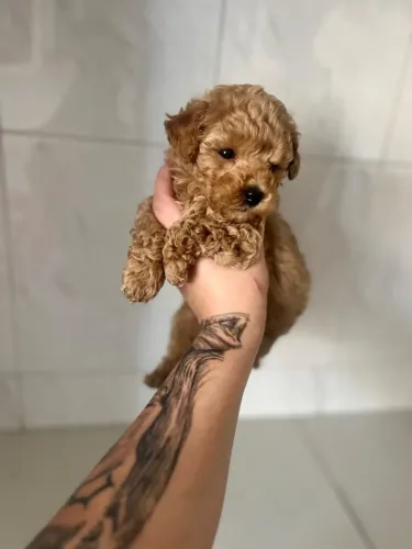 Poodle Toy - Raça Pura 