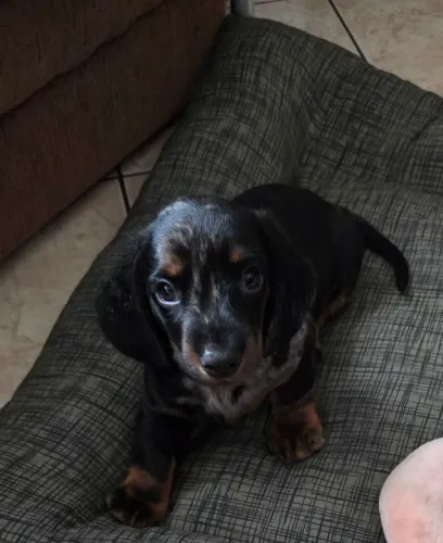 Dachshund (Salsichinha) Arlequim Macho - 45 dias