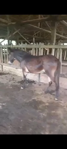 Burro de serviço 