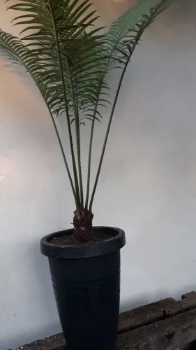 Vendo palmeira cica + vaso