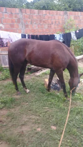 Vendo egua mestiça qm