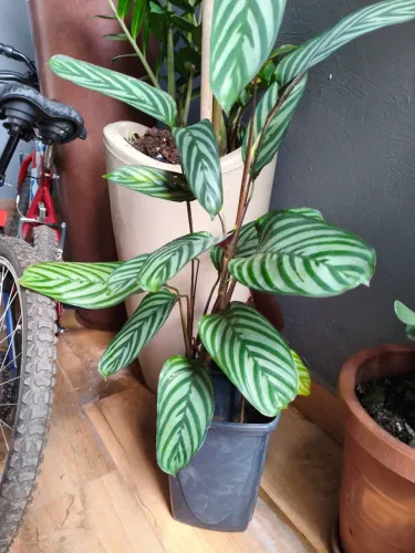 Planta rezadeira 
