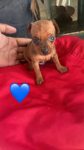 Pinscher zero