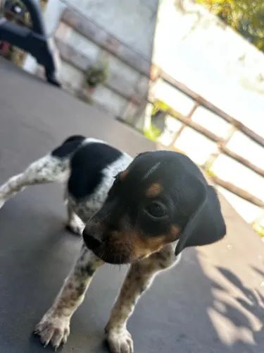 CACHORRO AMERICANO URRADOR CAÇA