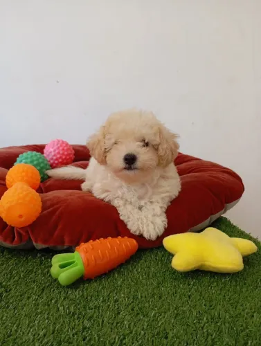 Poodle machinho uma fofura