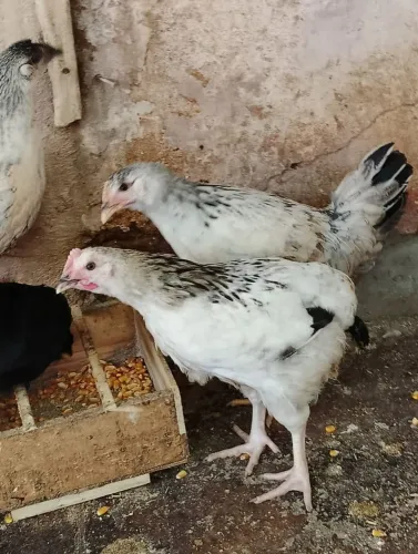 Franguinhos e franguinhas galinha caipira 