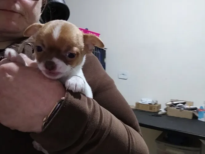 Chihuahua fêmea 