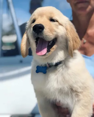 Golden Retriever Feliz ilumina o dia