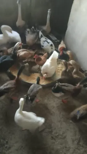 vende se patos e marrecos.marrecos 80 reais a unidade. *20