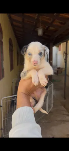 Filhote Border collie macho blue merle de olhos azuis