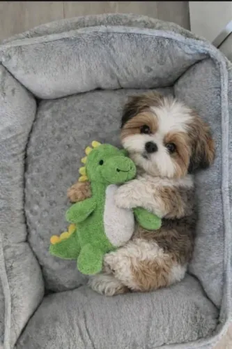 Filhotes De Shih Tzu - Esses Filhotes Podem Roubar Seu Coração 