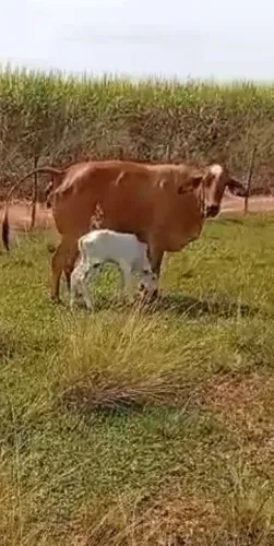 Vende-se vaca de leite 