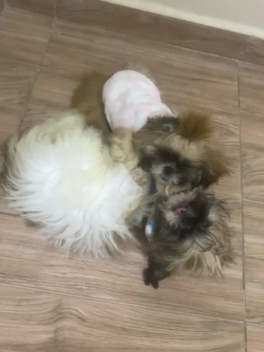 Vende se casal de shih tzu