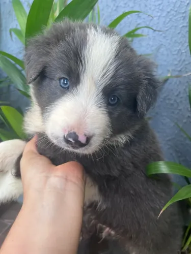 Venda filhotes Border collie 