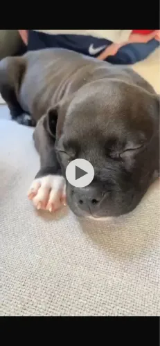 VENDE-SE FILHOTE DE PIT MONSTER COM AMERICAN BULLY
