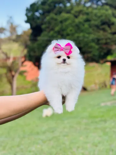 FILHOTES DE LULU DA POMERANIA!!