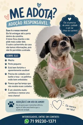 Adoção responsável 