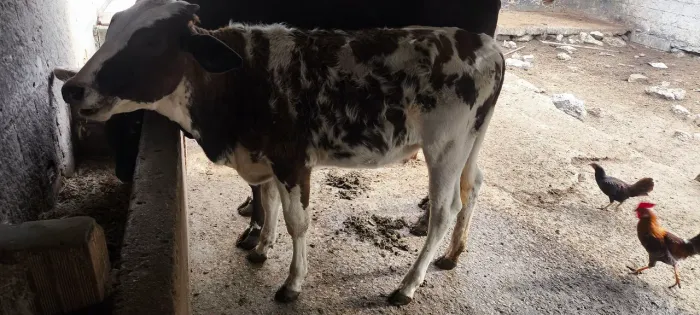 Vende-se bezerra