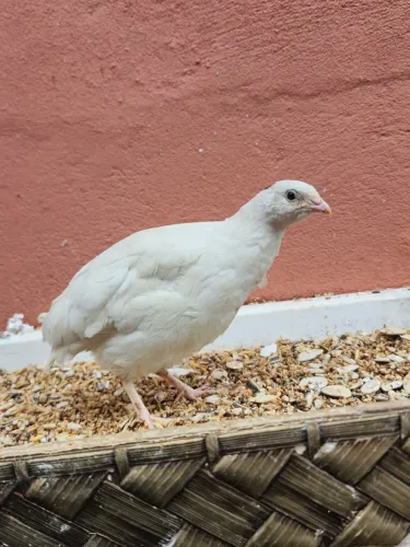 Codornas