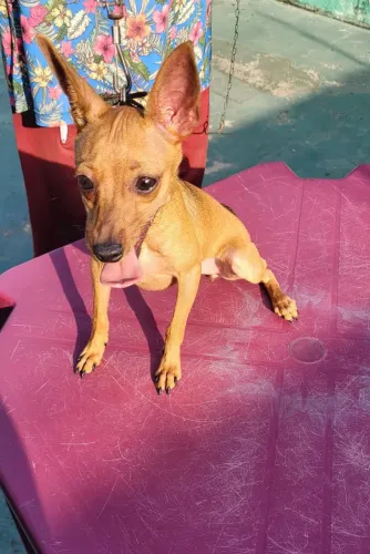 Pinscher n°1