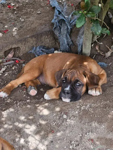 Filhotes Boxer Araruama Caramelos