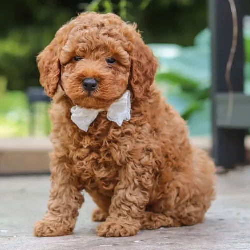 Poodle Toy Red| Amor puro em patinhas 