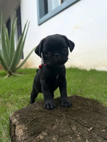 Pug Um filhote cheio de energia e carisma
